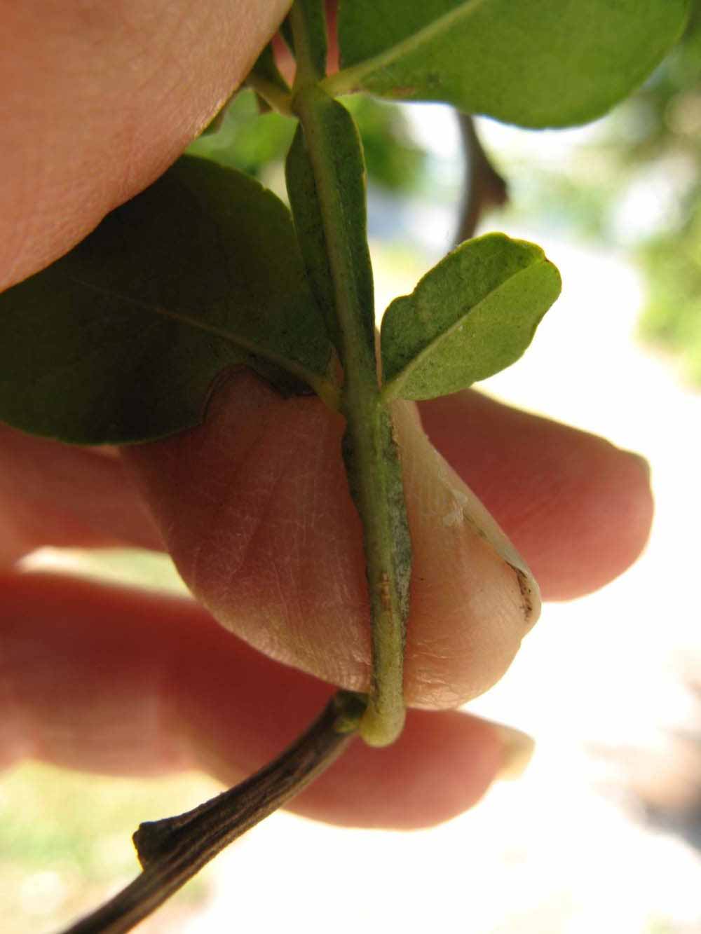              Petiole (Winter Haven, FL)       